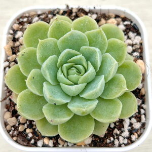 yX_ꐶYzA GPxA Ao 7.5Z`|bgc C5025