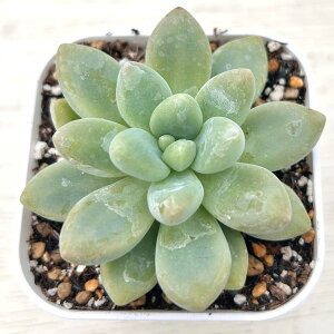 yX_ꐶYzA OvgZ_ WFj[~E 7.5Z`|bgc J6001