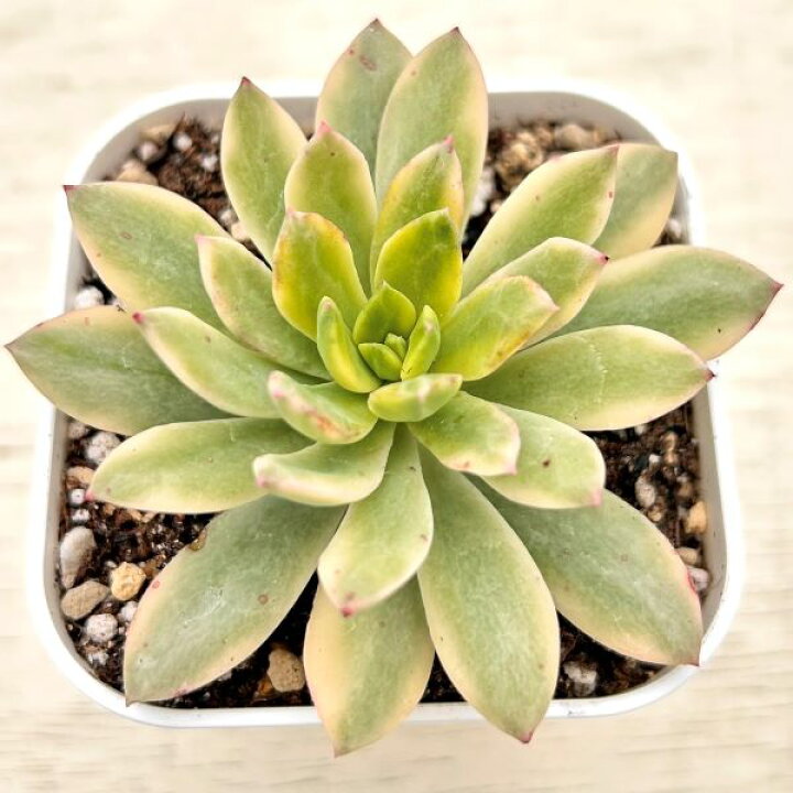 楽天市場】【当店農場生産】多肉植物 エケベリア ミニベル錦 7.5センチ  