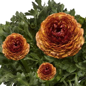 【提携農場生産】ラナンキュラス マシェ チョコレート 9センチポット苗