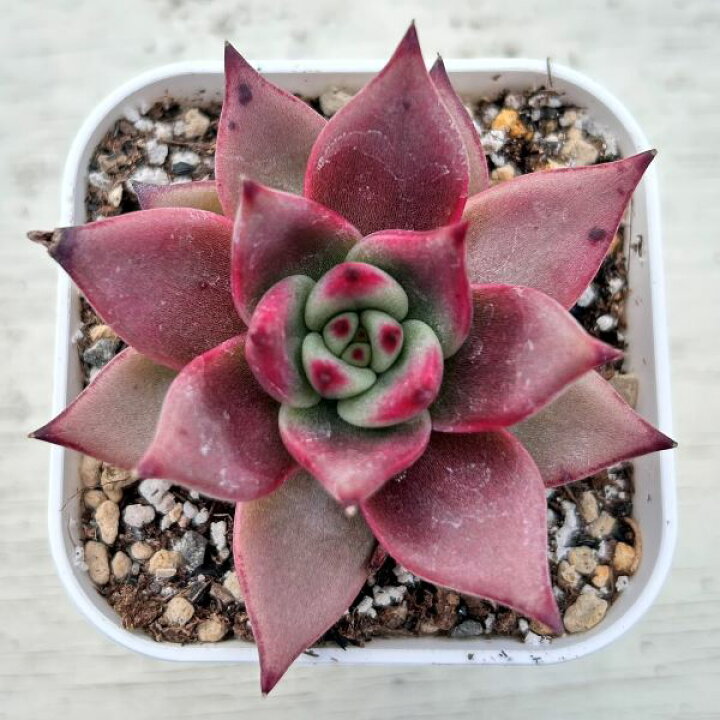 楽天市場】【当店農場生産】○多肉植物 エケベリア アガボイデス  