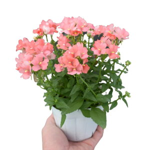 �y��g�_�ꐶ�Y�z�l���V�A �A�����W �A�v���R�b�g 9�Z���`�|�b�g�c �ϊ������N��