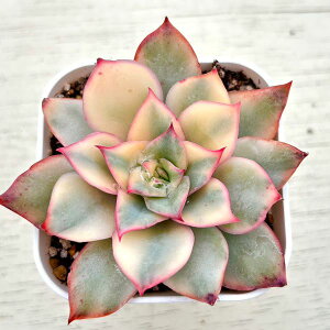 yX_ꐶYzA GPxA [SbfX 7.5Z`|bgc C5143