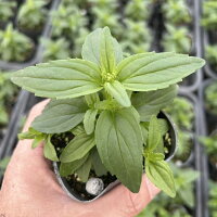 【当店農場生産】ネメシアアロマンスバニラチェリーPW9センチポット苗半耐寒性多年草