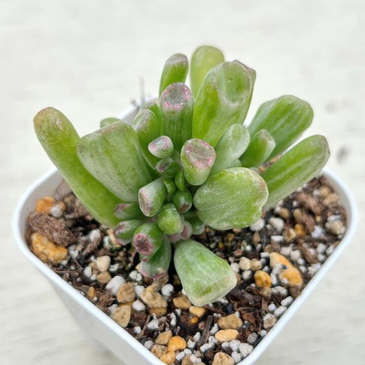 楽天市場】【当店農場生産】○多肉植物 クラッスラ ゴーラム錦 7.5 