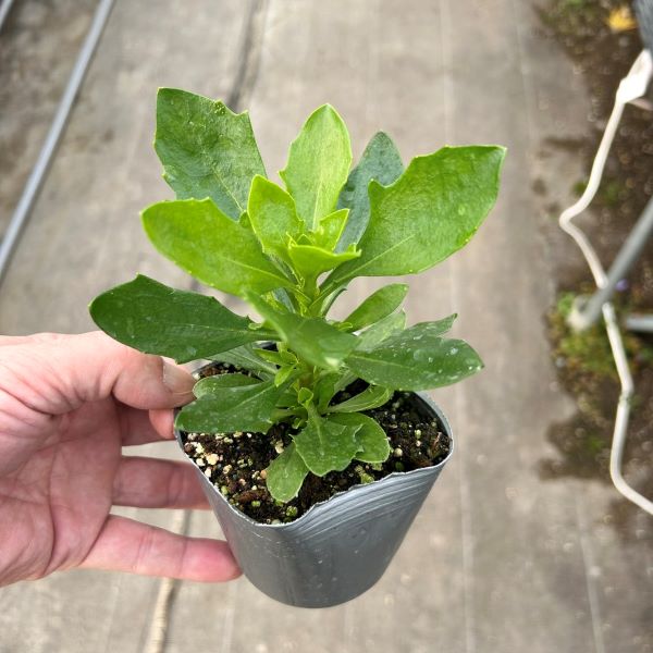 【当店農場生産】オステオスペルマム3Dディープピンク9センチポット苗多年草