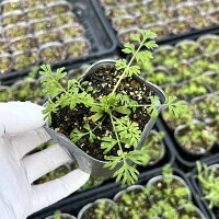 【当店農場生産】ニゲラローズ9センチポット苗寒さに強い!