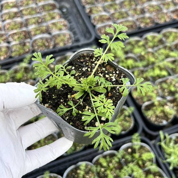 【当店農場生産】ニゲラローズ9センチポット苗寒さに強い！