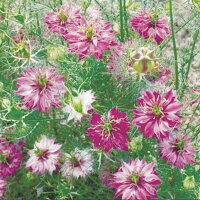 【当店農場生産】ニゲラローズ9センチポット苗寒さに強い!