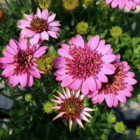 【当店農場生産】オステオスペルマム3Dディープピンク9センチポット苗多年草