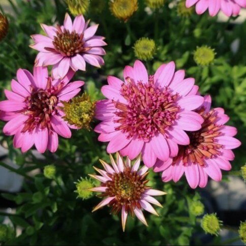 【当店農場生産】オステオスペルマム3Dディープピンク9センチポット苗多年草