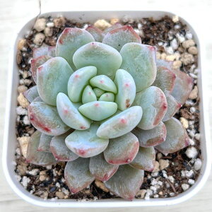 yX_ꐶYzA GPxA X^[[ 7.5Z`|bgc C5118