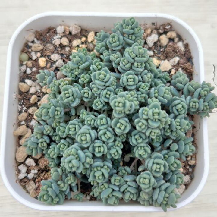 楽天市場】【当店農場生産】多肉植物 セダム プレビフォリウム 7.5 