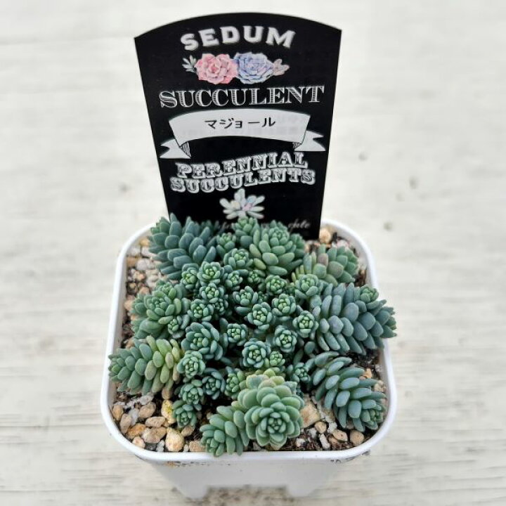 楽天市場】【当店農場生産】多肉植物 セダム マジョール 7.5センチ 