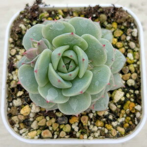 yX_ꐶYzA GPxA ÖiZCj 7.5Z`|bgc J6032