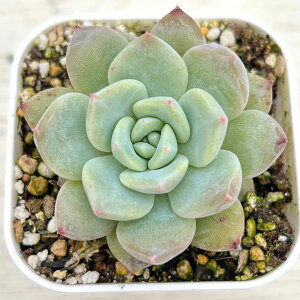 yX_ꐶYzA GPxA h[K[ 7.5Z`|bgc C5100