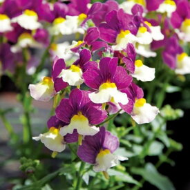 【当店農場生産】ネメシア アロマンス ライチグレープ PW 9センチポット苗 半耐寒性多年草 芳香