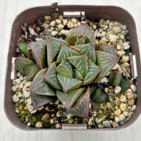 【当店農場生産】多肉植物 ハオルチア レツーサ 7.5センチポット苗 H1010