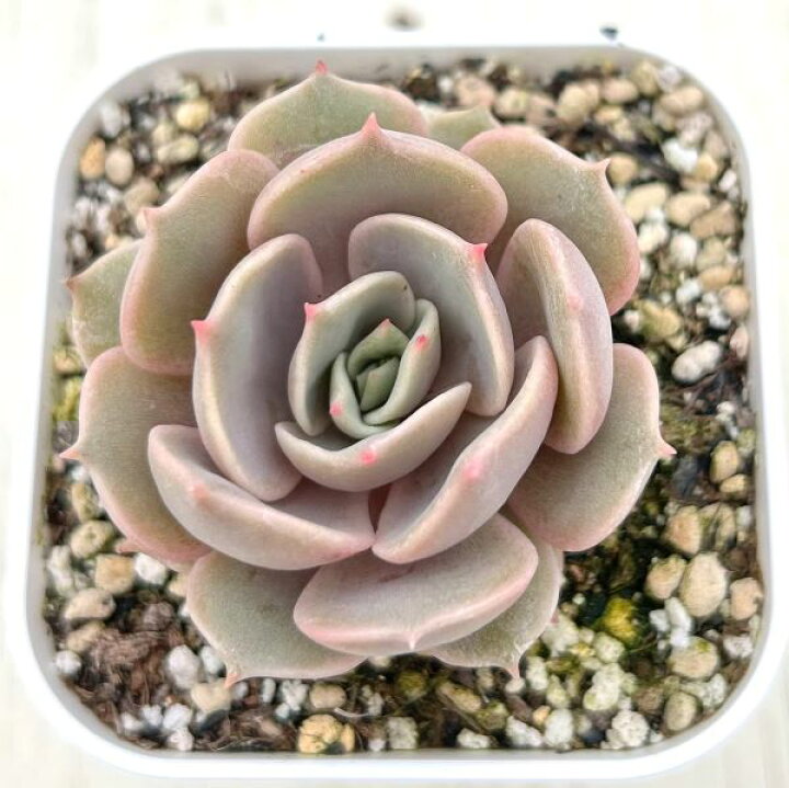楽天市場】【当店農場生産】○多肉植物 エケベリア ローラ 7.5センチ 