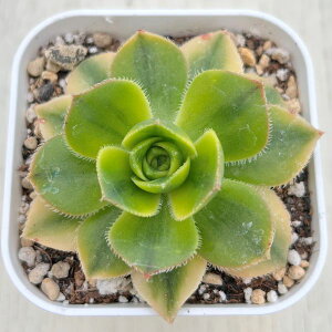 yX_ꐶYzA AGIjE To[Xg 7.5Z`|bgc AE1003