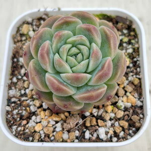 yX_ꐶYzA GPxA Ao[ 7.5Z`|bgc C5121