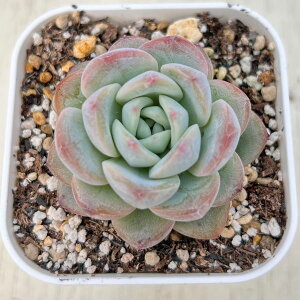 yX_ꐶYzA GPxA X^[WFj[ 7.5Z`|bgc C5065