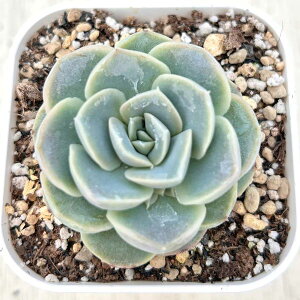 yX_ꐶYzA GPxA xiLfj 7.5Z`|bgc C5006