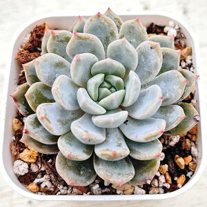 yX_ꐶYzA GPxA p[vCgjO 7.5Z`|bgc C6020