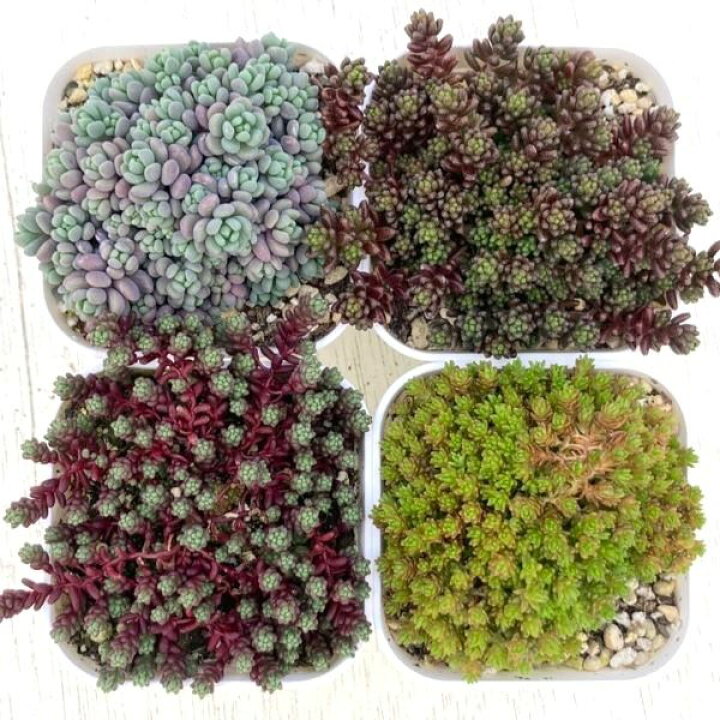 楽天市場】【当店農場生産】多肉植物 セダム 4種類セット 7.5センチ 