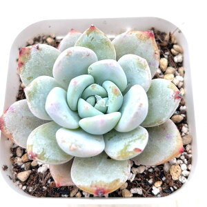 yX_ꐶYzA GPxA sNGWF 7.5Z`|bgc C5001