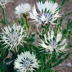 yX_ꐶYzԑ `FCVtHA 9Z`|bgc ĂɉԂ炭 ؂ԕi