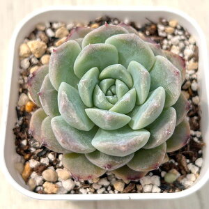 yX_ꐶYzA GPxA Xgx[W 7.5Z`|bgc C4097