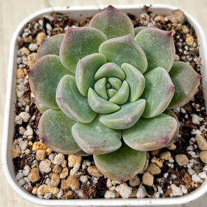 yX_ꐶYzA GPxA Xgx[X[W[ 7.5Z`|bgc C5013