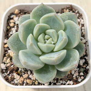 yX_ꐶYzA GPxA tH[eB`[h 7.5Z`|bgc C4101