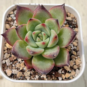 yX_ꐶYzA GPxA Lvt@CA 7.5Z`|bgc C6004