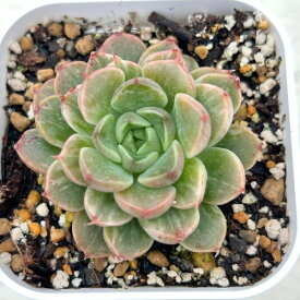 【当店農場生産】●多肉植物 エケベリア プラダ錦 7.5センチポット苗 C4012