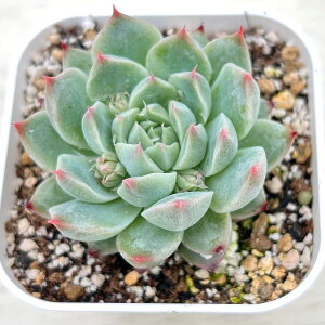 yX_ꐶYzA GPxA gioCWj 7.5Z`|bgc C4004