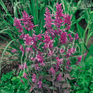 yX_ꐶYzAKX^[VF { 9Z`|bgc ϊh