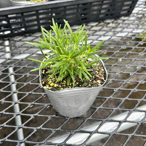 yX_ꐶYz[Y}[ij}u[ 9Z`|bgc ϊN ȂǂɎg܂