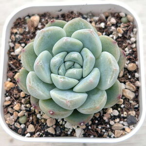 �y���X�_�ꐶ�Y�z�������A�� �G�P�x���A �A���o×�������[Hyb 7.5�Z���`�|�b�g�c C4102