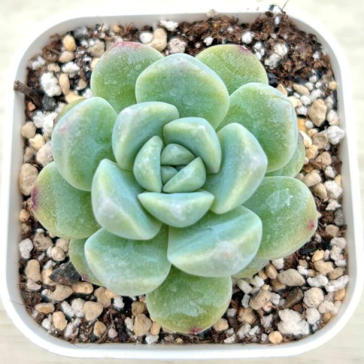楽天市場】【当店農場生産】○多肉植物 エケベリア 玉胡蝶 7.5センチ 