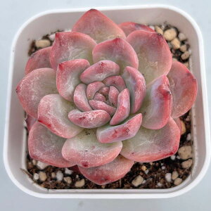 yX_ꐶYzA GPxA bhAo[ 7.5Z`|bgc Y3049