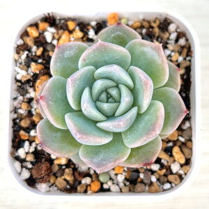 yX_ꐶYzA GPxA sNo[r[ 7.5Z`|bgc C5083