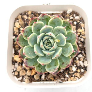 yX_ꐶYzA GPxA xSjAt[ 7.5Z`|bgc 0503017