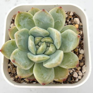 yX_ꐶYzA GPxA hCACX 7.5Z`|bgc 0503004