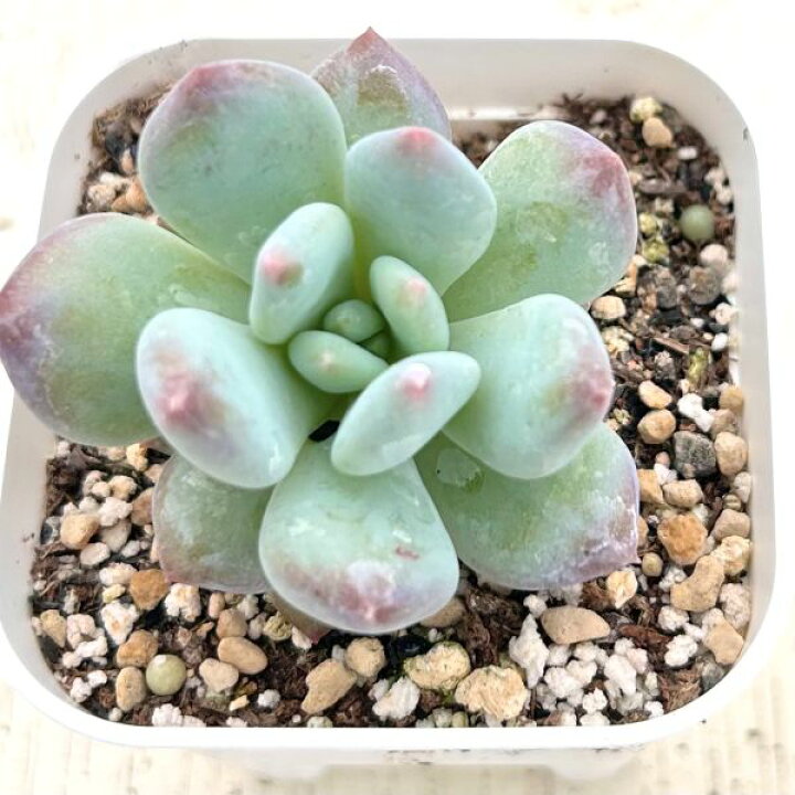 楽天市場】【当店農場生産】○多肉植物 グラプトペタルム パフューム 