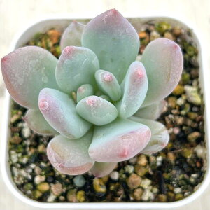 yX_ꐶYzA GPxA Xm[f[ 7.5Z`|bgc C5126