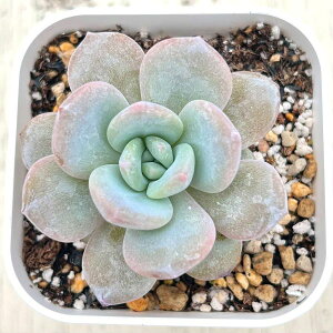 yX_ꐶYzA GPxA Xm[nCrXJX 7.5Z`|bgc C4107