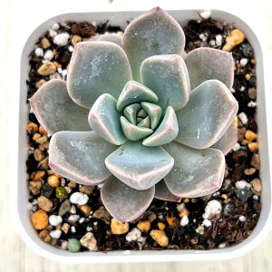 �y���X�_�ꐶ�Y�z�������A�� �G�P�x���A �s���N�r���[�e�B�[ 7.5�Z���`�|�b�g�c C4113