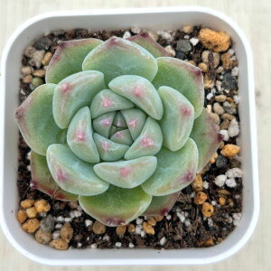 yX_ꐶYzA GPxA zCgvhVK[ 7.5Z`|bgc C4003